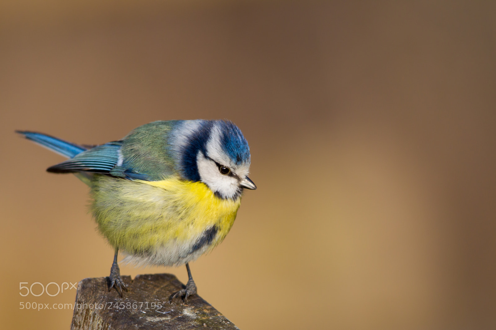 Canon EOS-1D Mark IV sample photo. Blue tit (parus caeruleus) photography