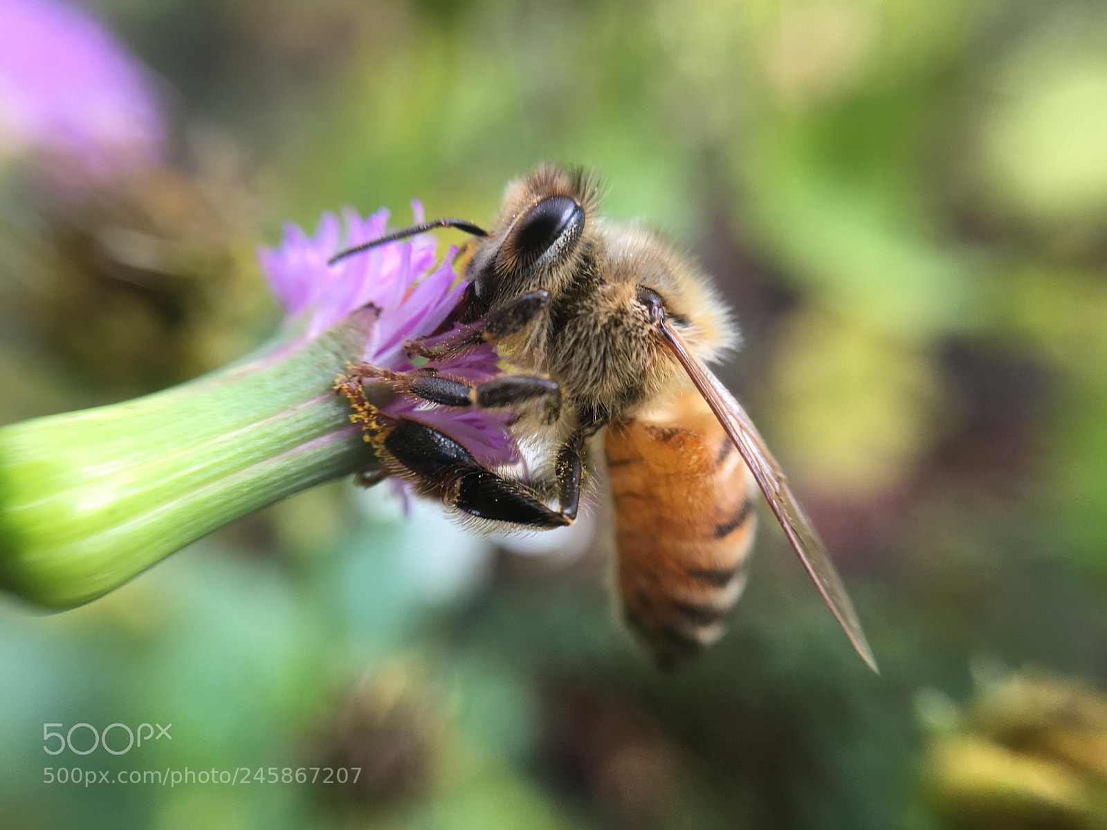 Apple iPhone 6s sample photo. Bumble bee closeup photography