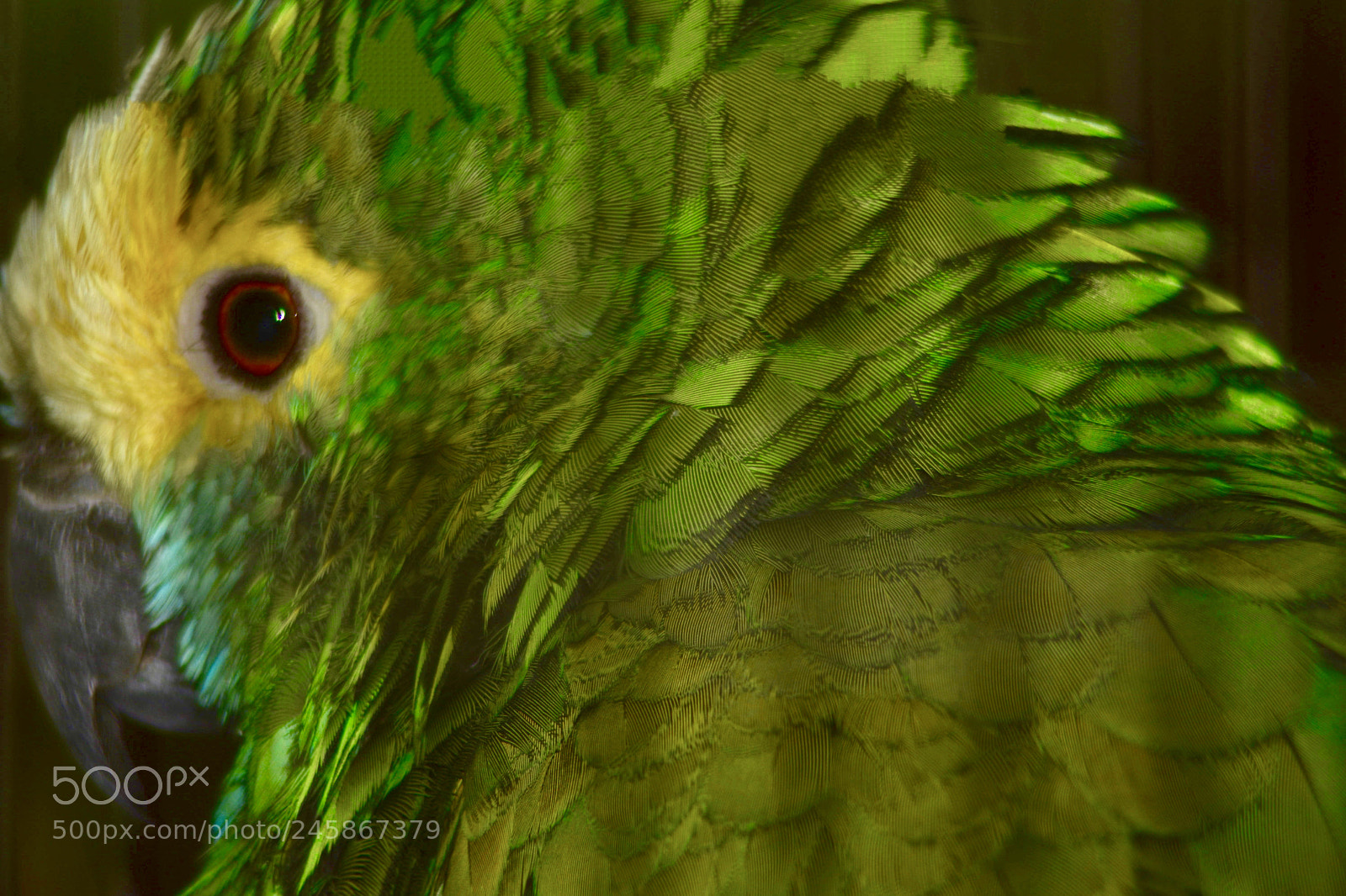 Nikon D5500 sample photo. Green parrot caged and photography