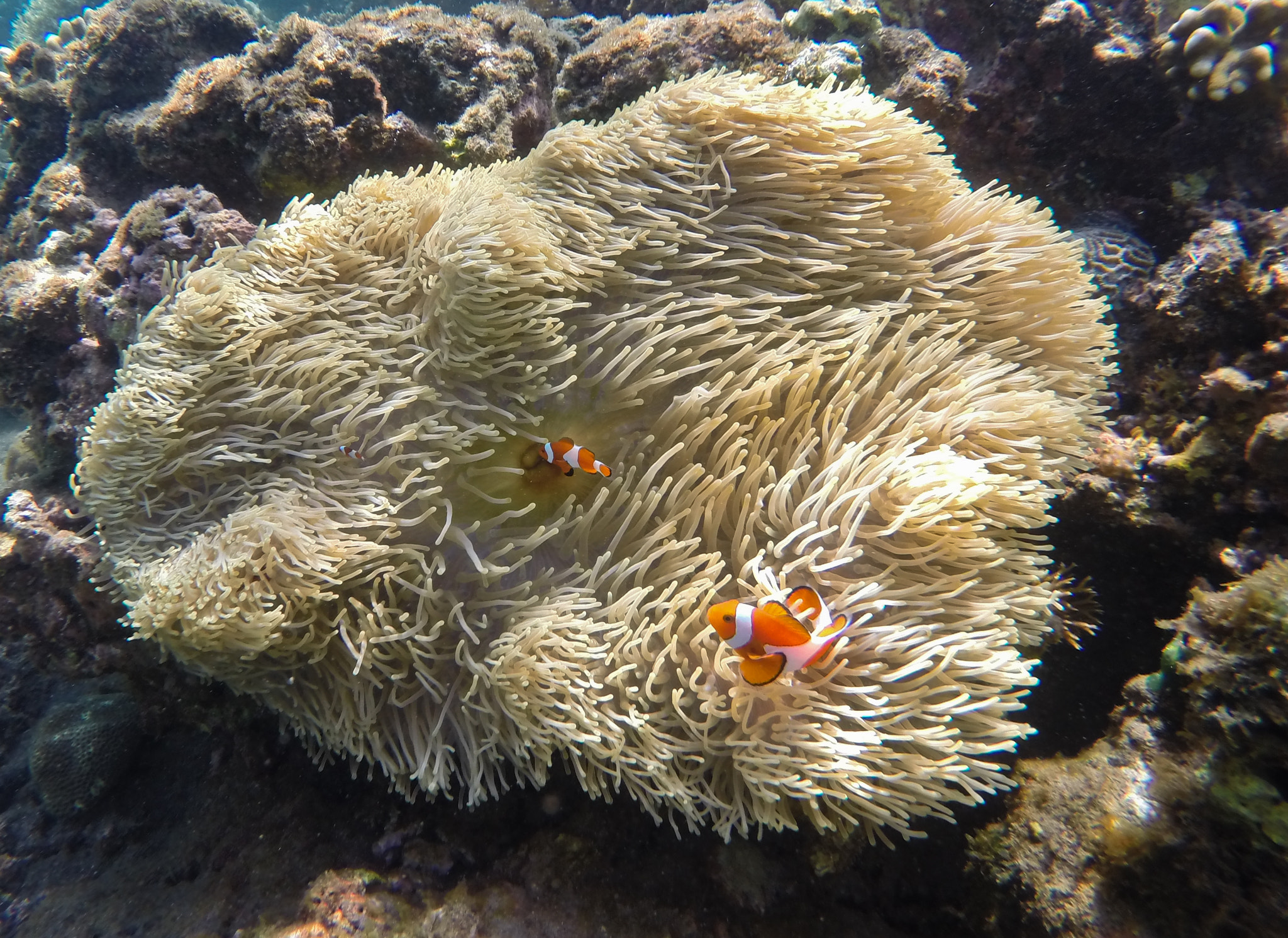 GoPro HERO3+ Black Edition sample photo. Clownfish family, decmeber 2017, philippines photography