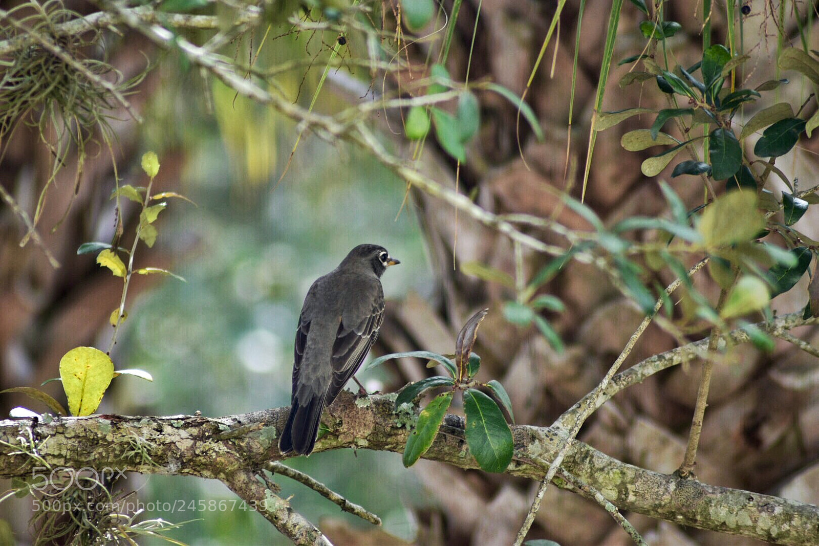 Nikon D5500 sample photo. Bird perched on a photography