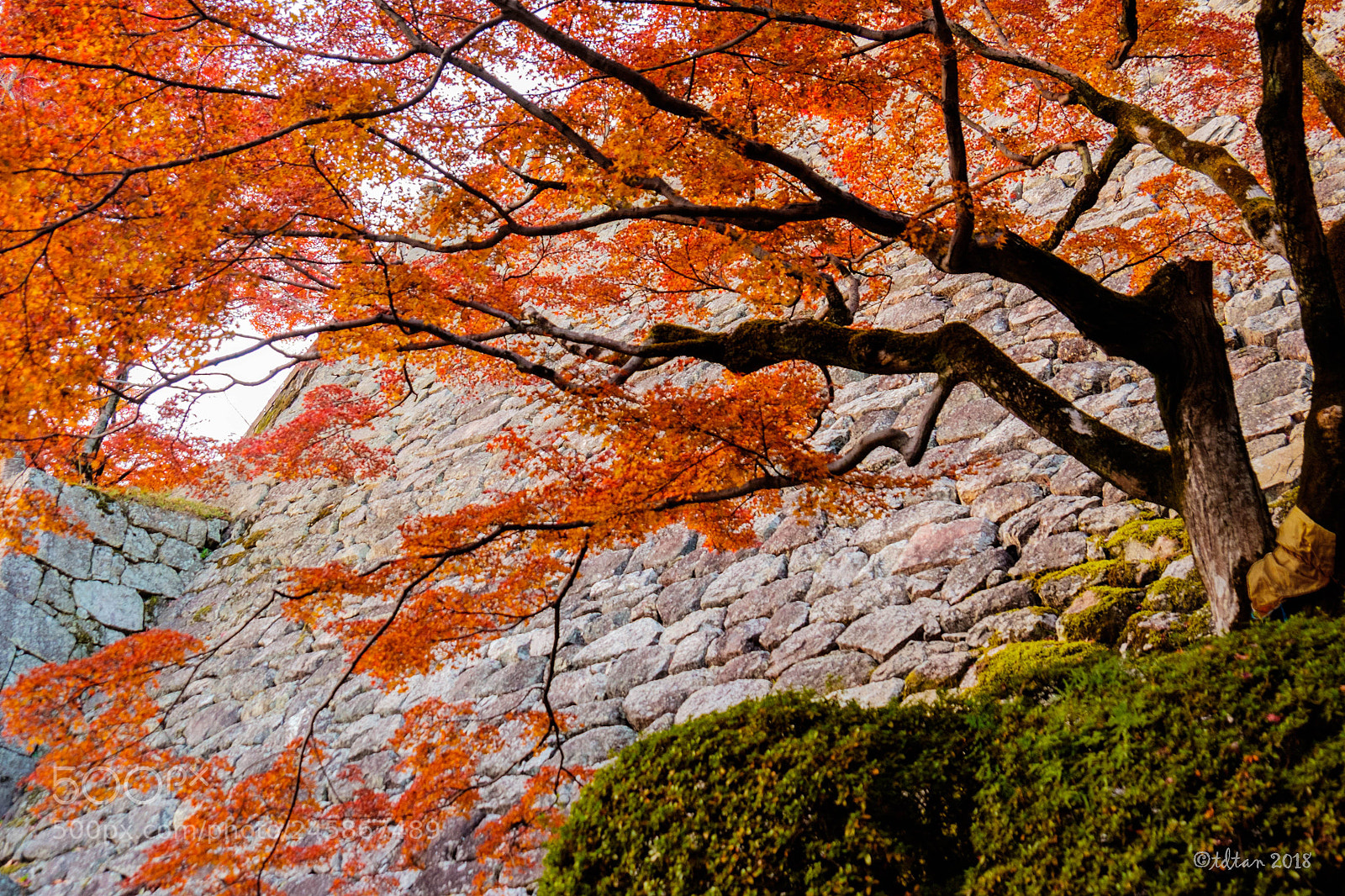 Fujifilm X-T1 sample photo. Autumn in japan photography
