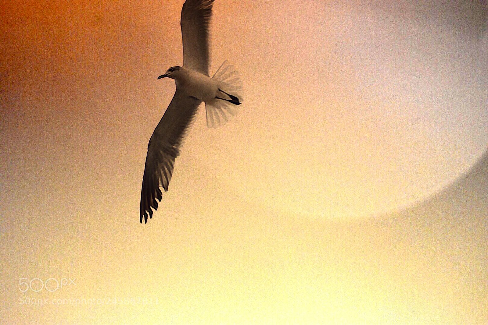 Nikon D5500 sample photo. Flying high (digitally retouched) photography