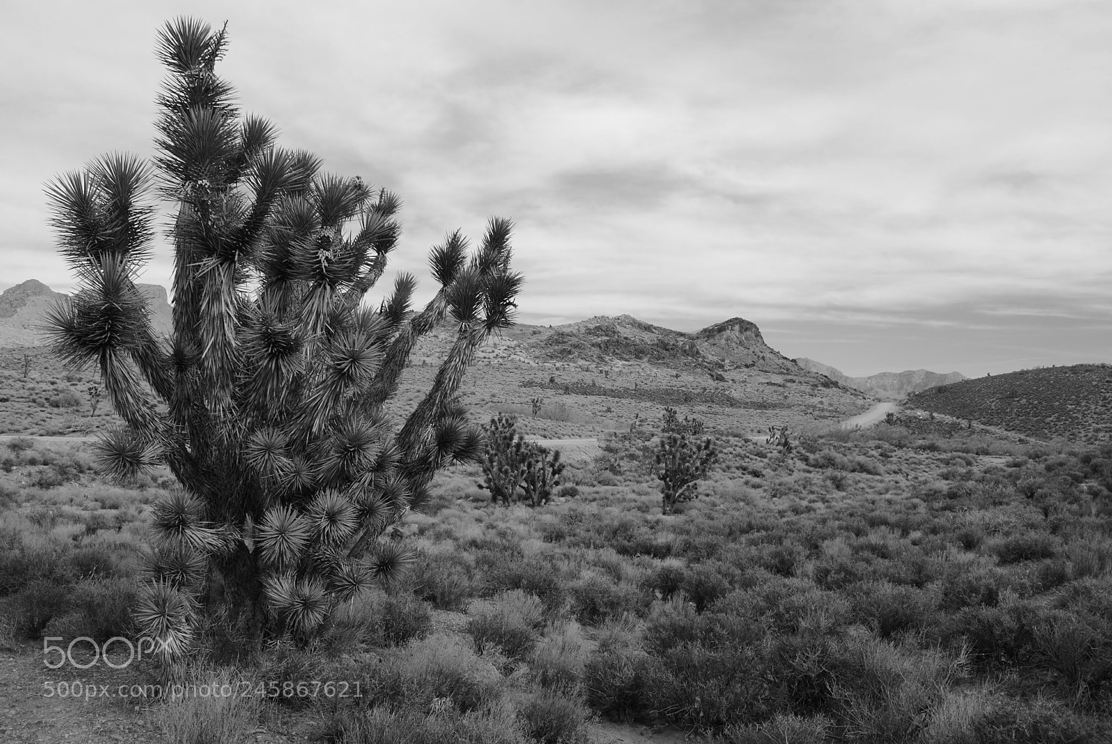 Nikon D3000 sample photo. Joshua tree photography