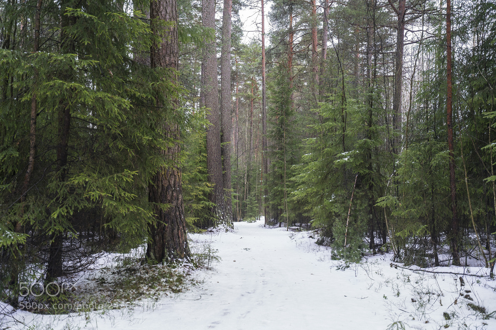 Sony a7R II sample photo. Forest walk photography