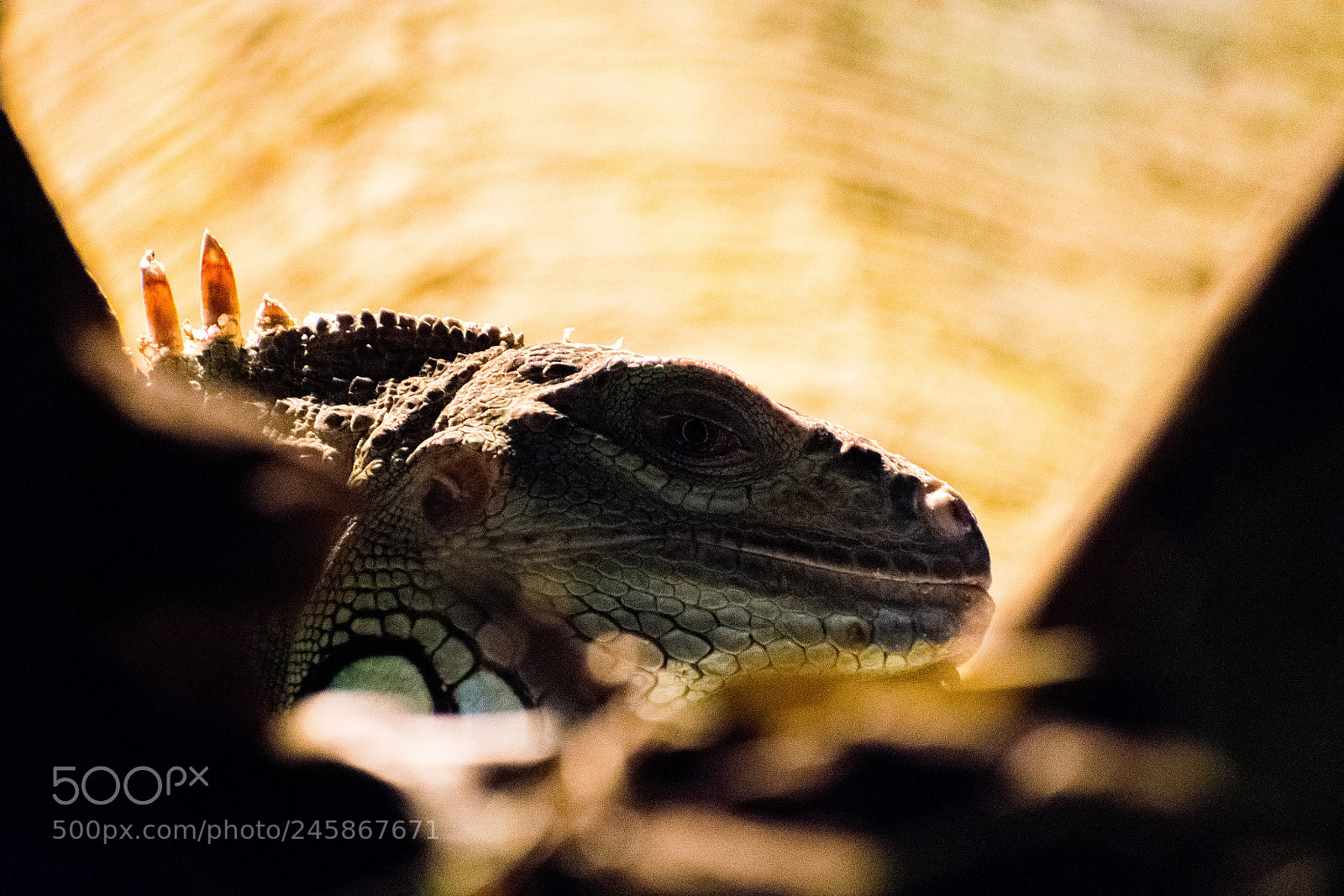 Nikon D3400 sample photo. Iguana photography