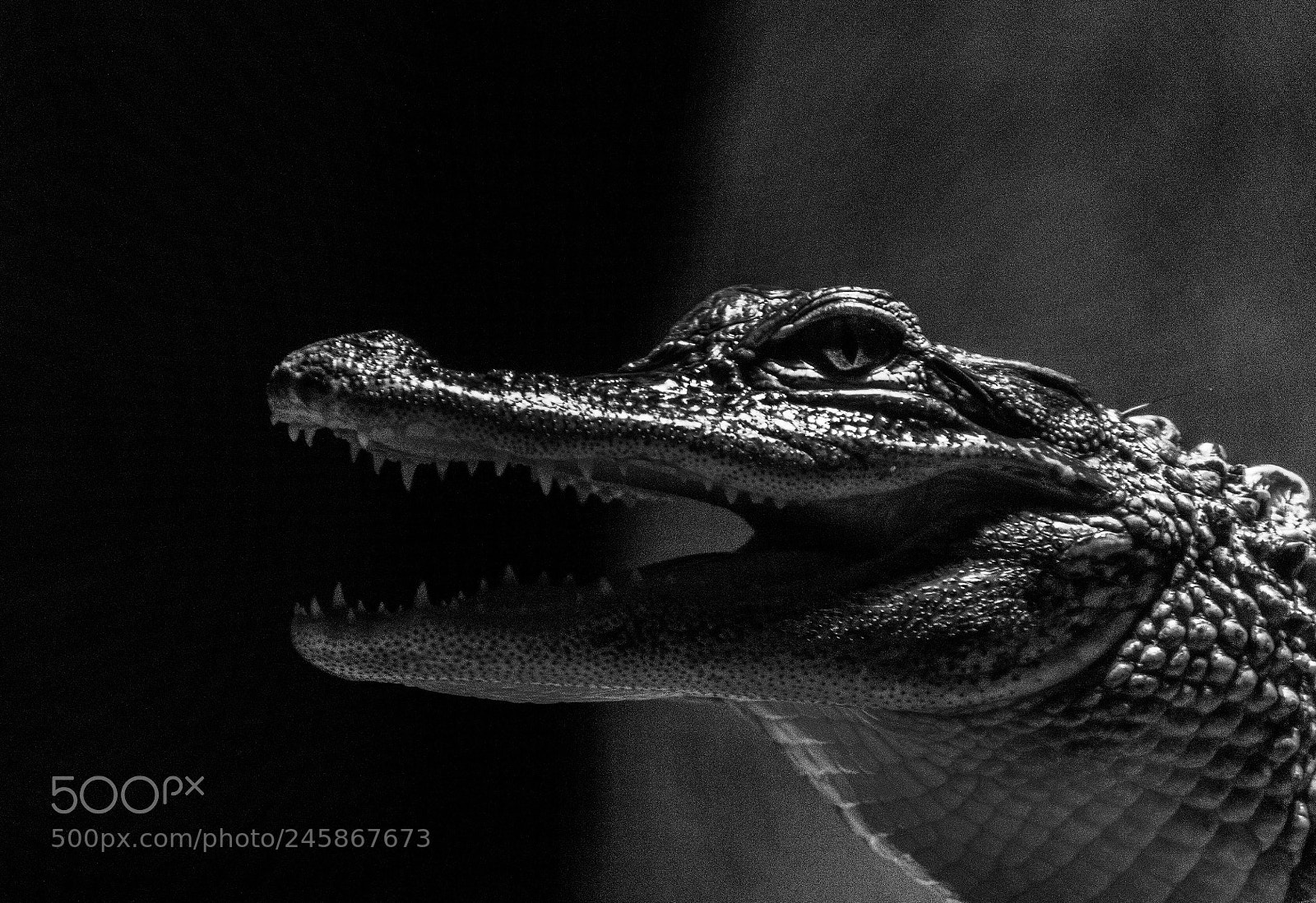Nikon D3400 sample photo. Crocodile photography
