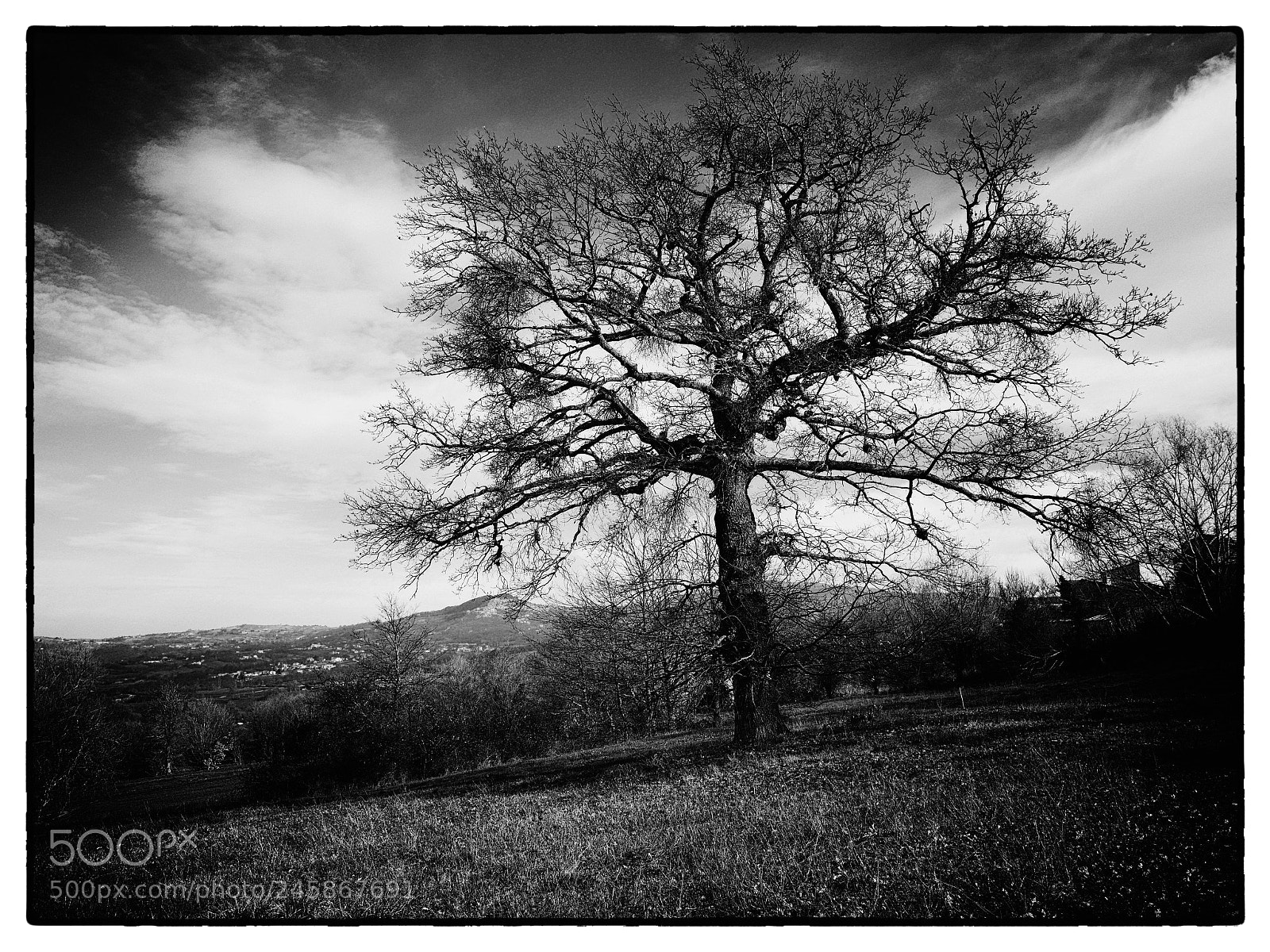 Panasonic Lumix DMC-GX8 sample photo. The oak photography