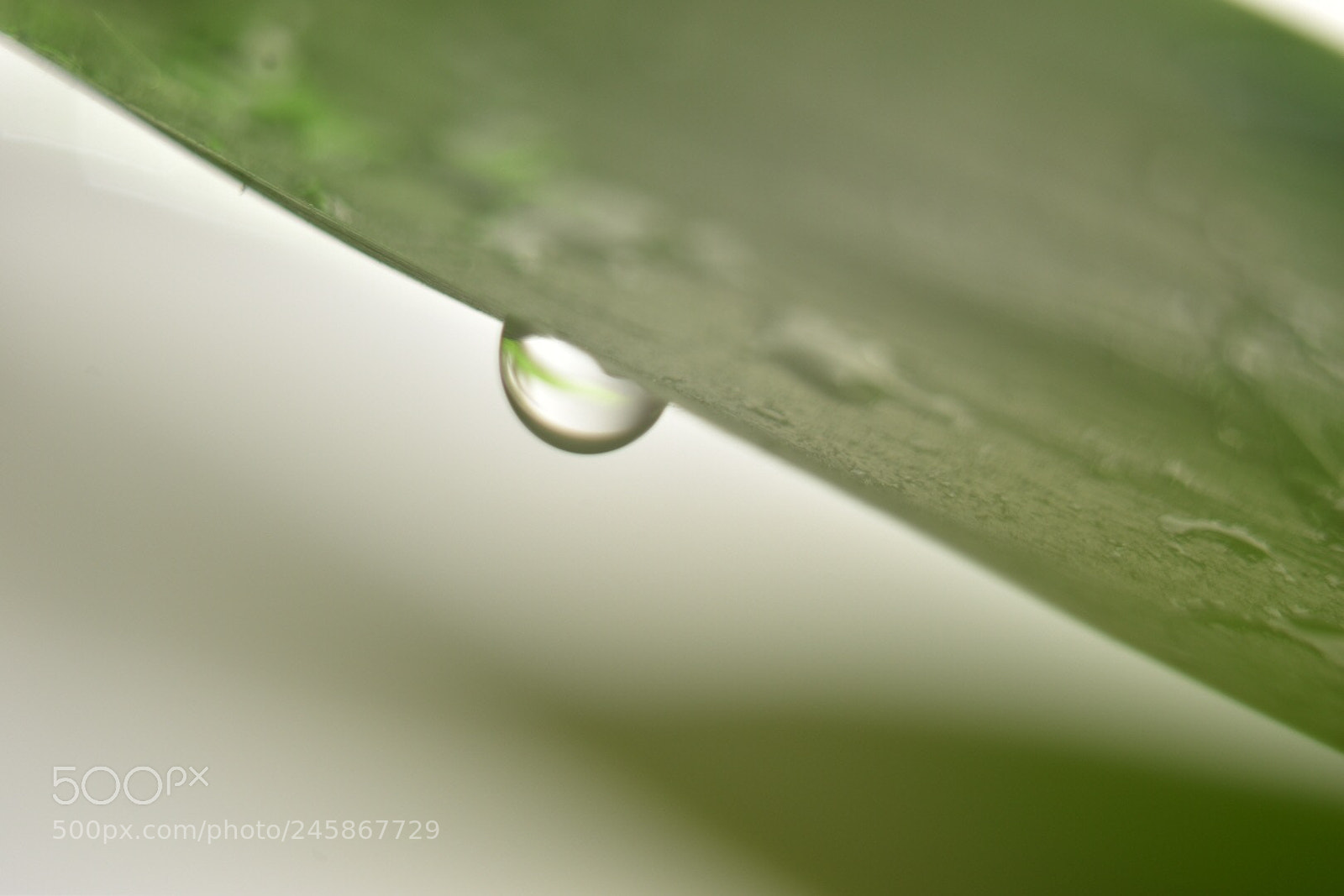 Nikon D5500 sample photo. Water droplet on a photography