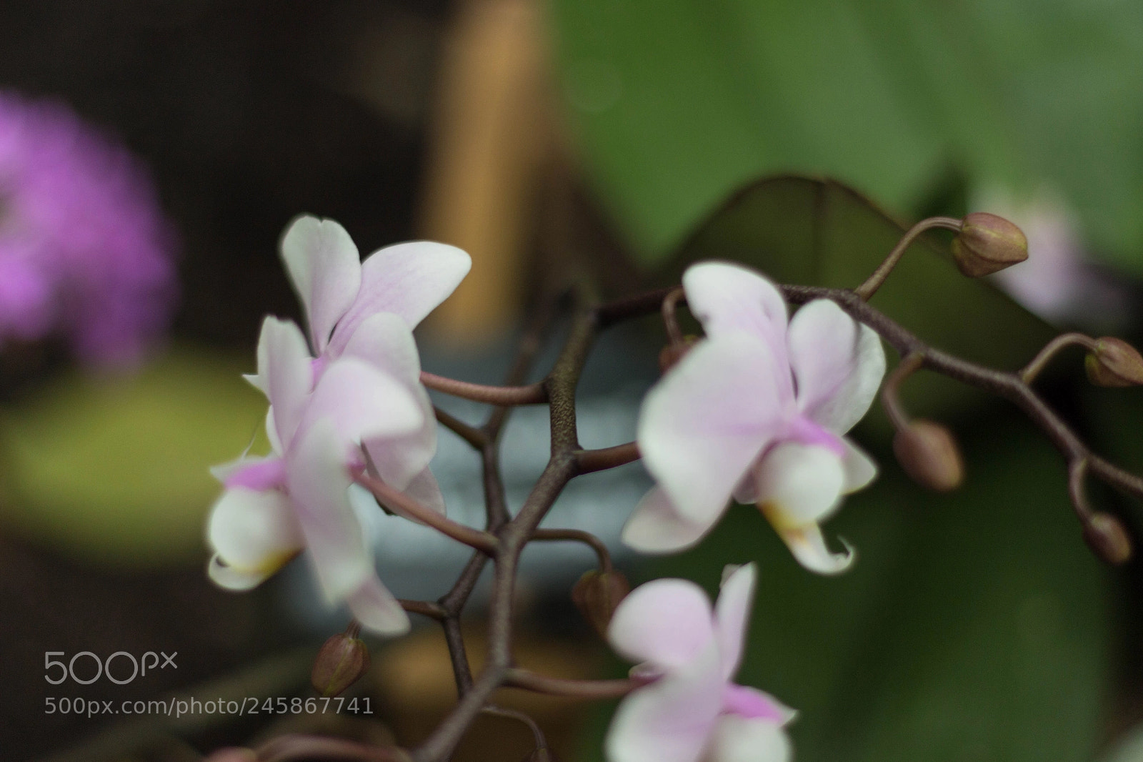Canon EOS 100D (EOS Rebel SL1 / EOS Kiss X7) sample photo. Orchidées photography