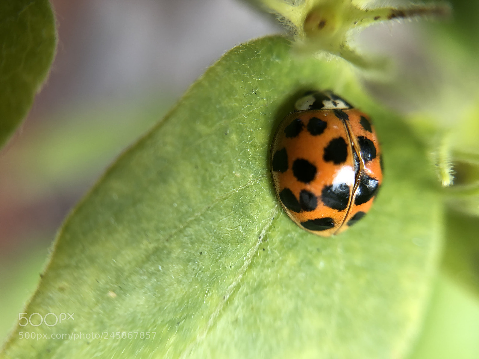Apple iPhone X sample photo. Ladybug closeup- its injured photography