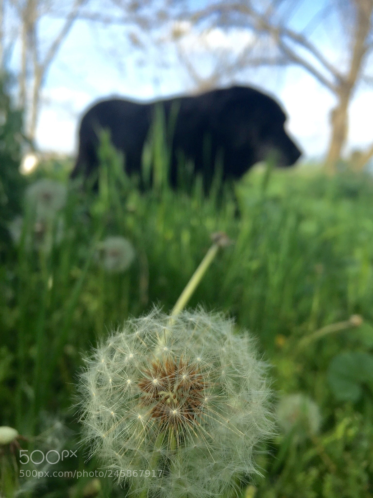 Apple iPhone 6 sample photo. Wishing for spring photography