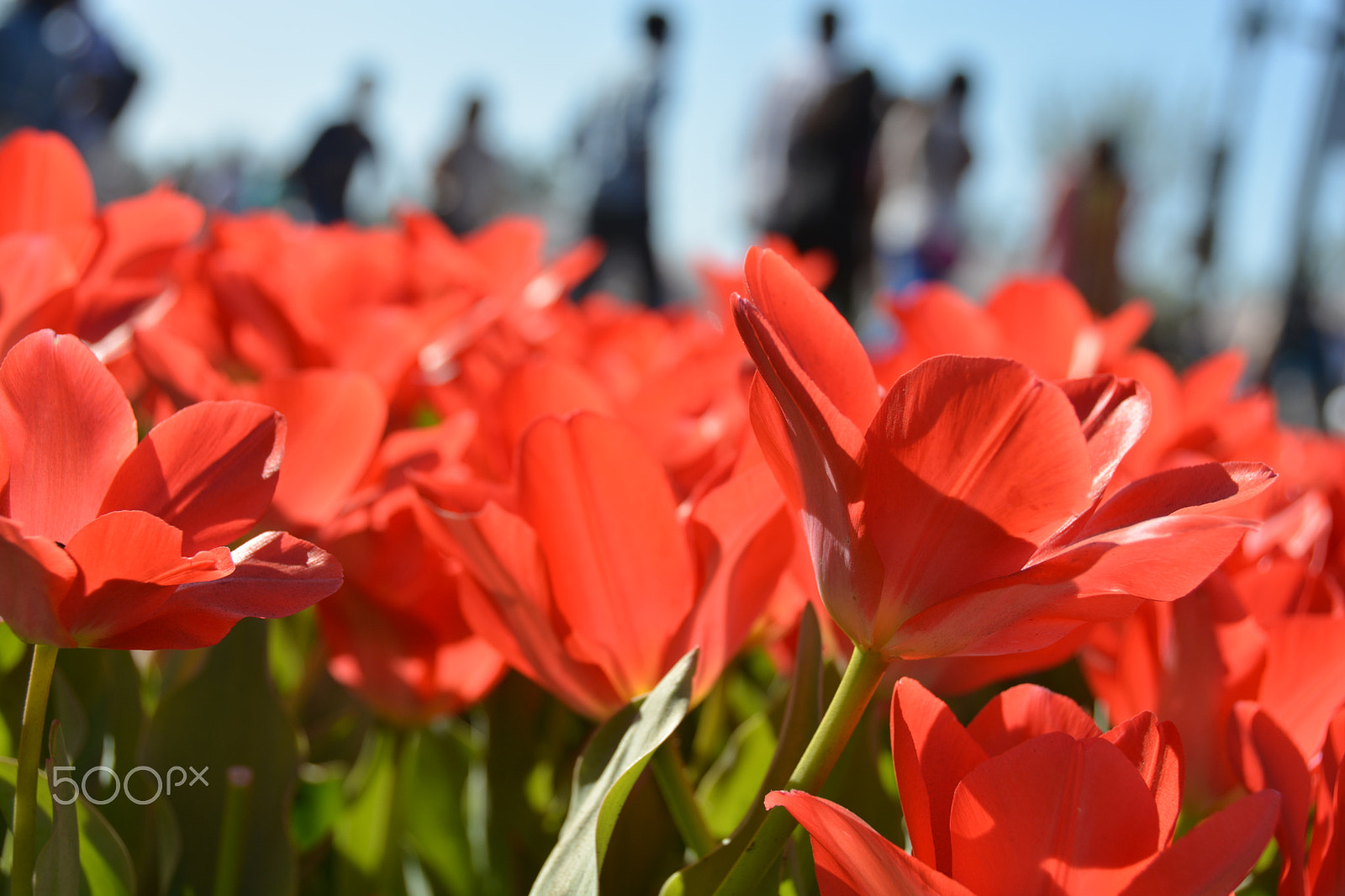 Nikon D7100 sample photo. Red flowers photography
