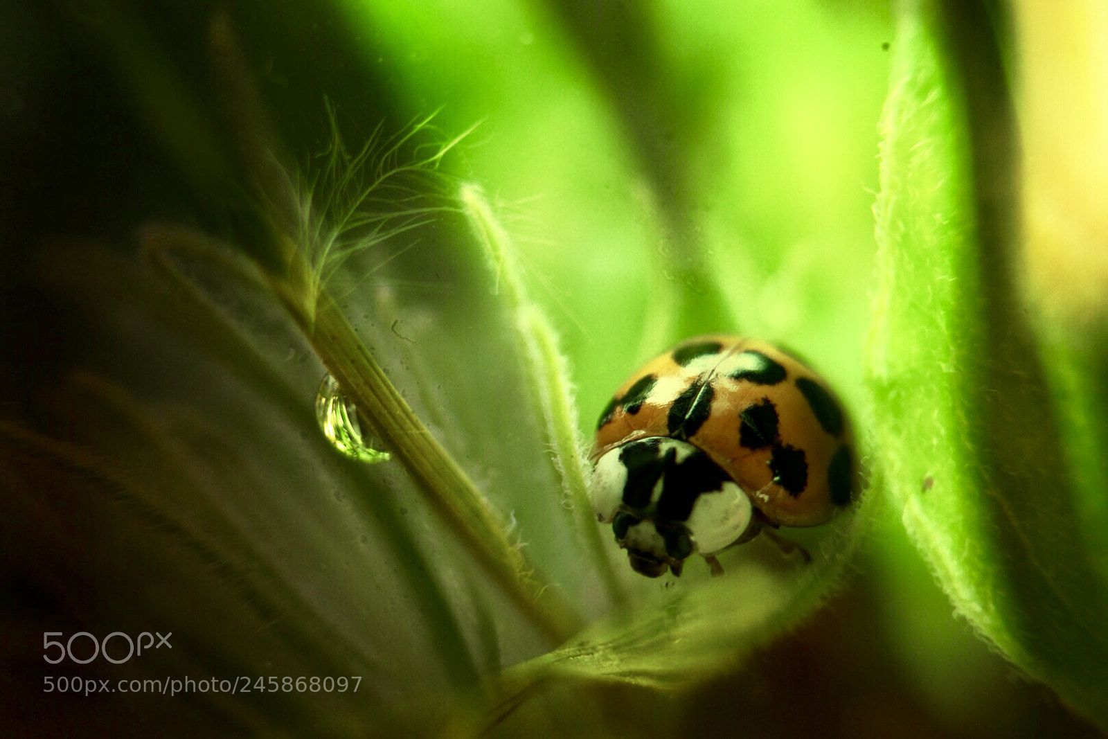 Nikon D5500 sample photo. Ladybug closeup- resting un photography