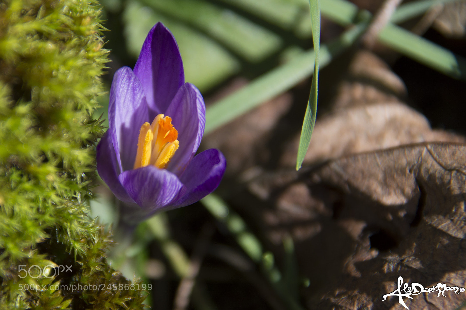 Nikon D3200 sample photo. La primavera.. fa capolino photography