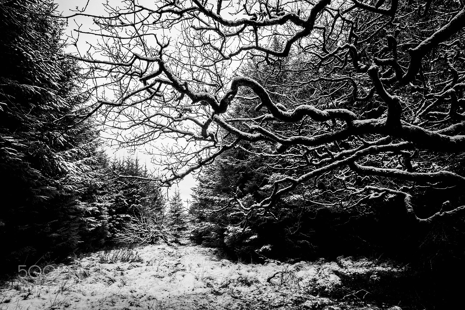 Fujifilm X-Pro2 sample photo. Abstract trees photography