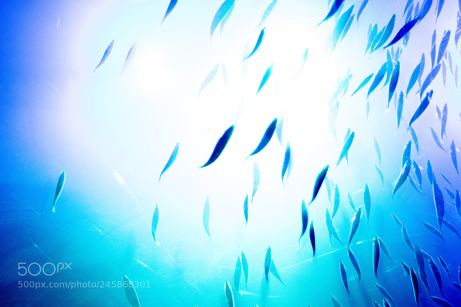 Nikon D3400 sample photo. Illuminated fish photography