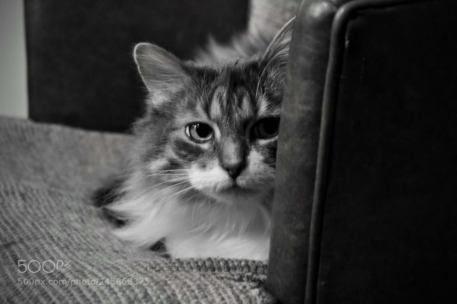 Nikon D3400 sample photo. Curiosity did what?!? photography