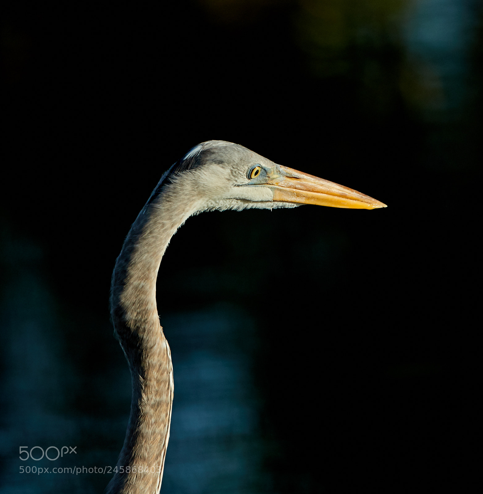 Canon EOS-1D X Mark II sample photo. 02-12-18-0003410.jpg photography
