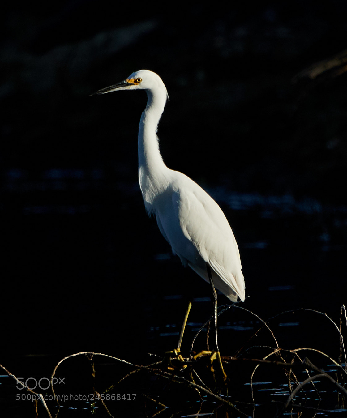 Canon EOS-1D X Mark II sample photo. 02-12-18-0003403.jpg photography