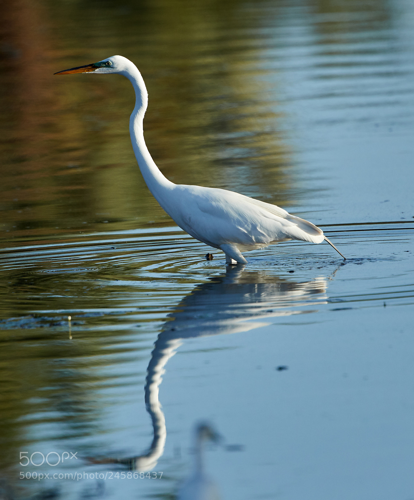 Canon EOS-1D X Mark II sample photo. 02-12-18-0003400.jpg photography