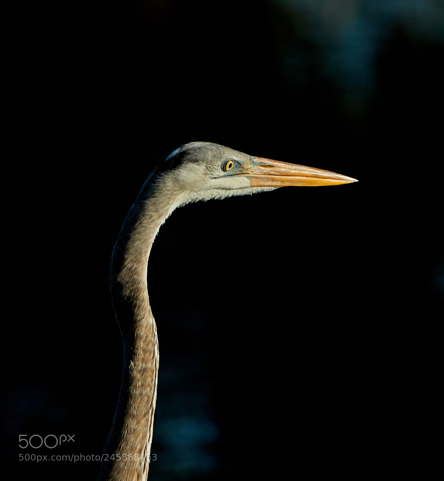 Canon EOS-1D X Mark II sample photo. 02-12-18-0003399.jpg photography