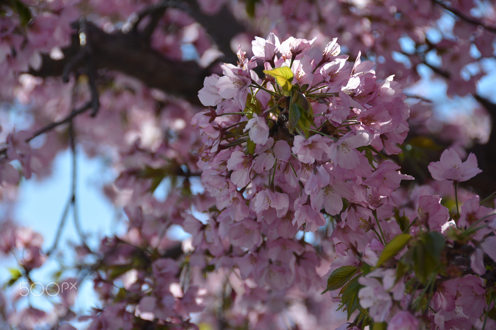 Nikon D7100 sample photo. Pink cherry blossom photography