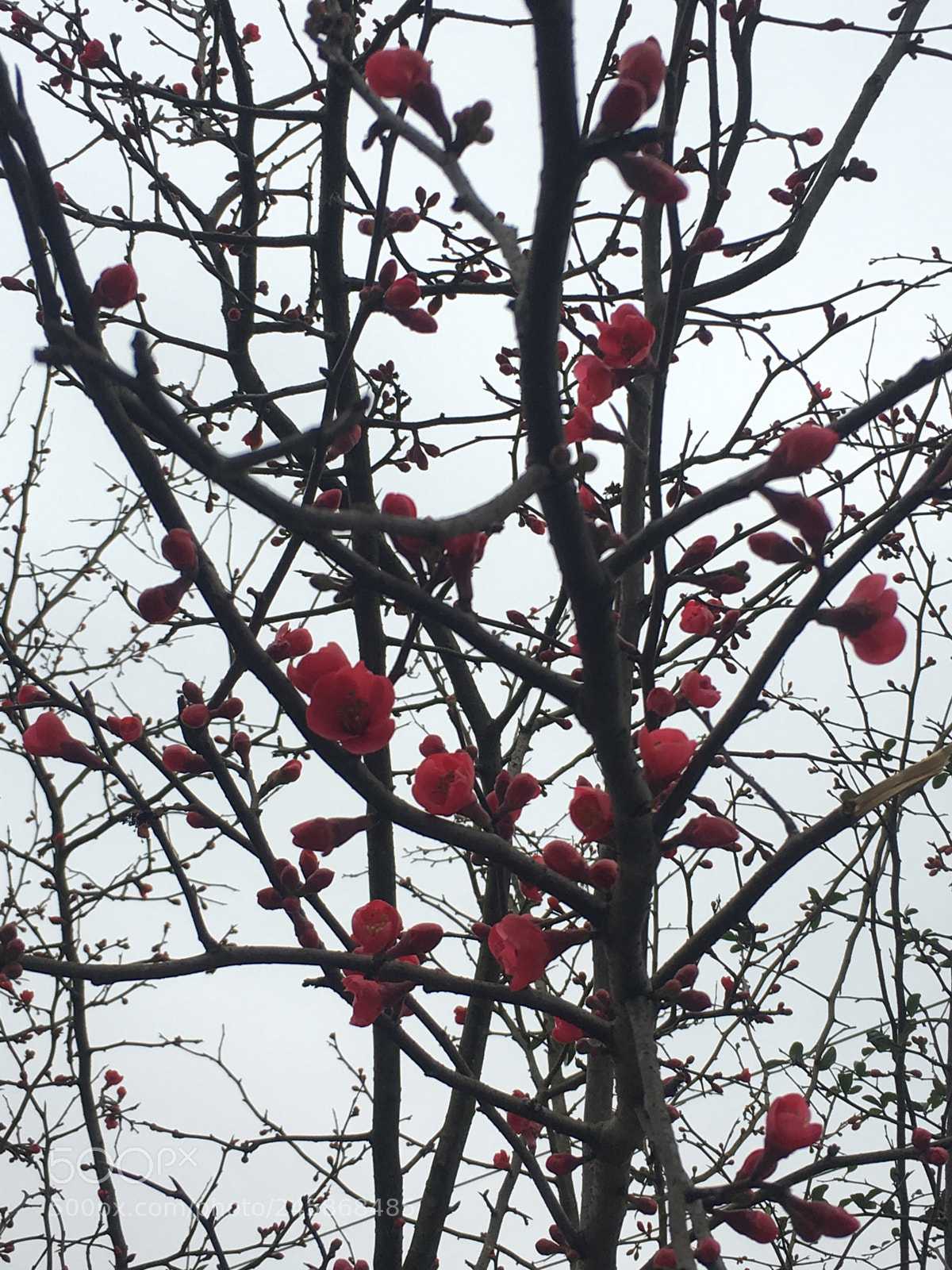 Apple iPhone 6s sample photo. 海棠 photography