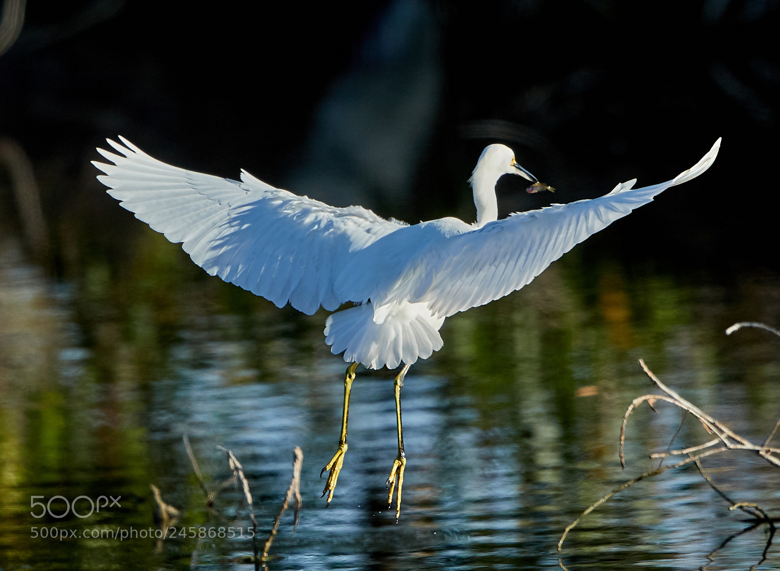 Canon EOS-1D X Mark II sample photo. 02-12-18-0003385.jpg photography