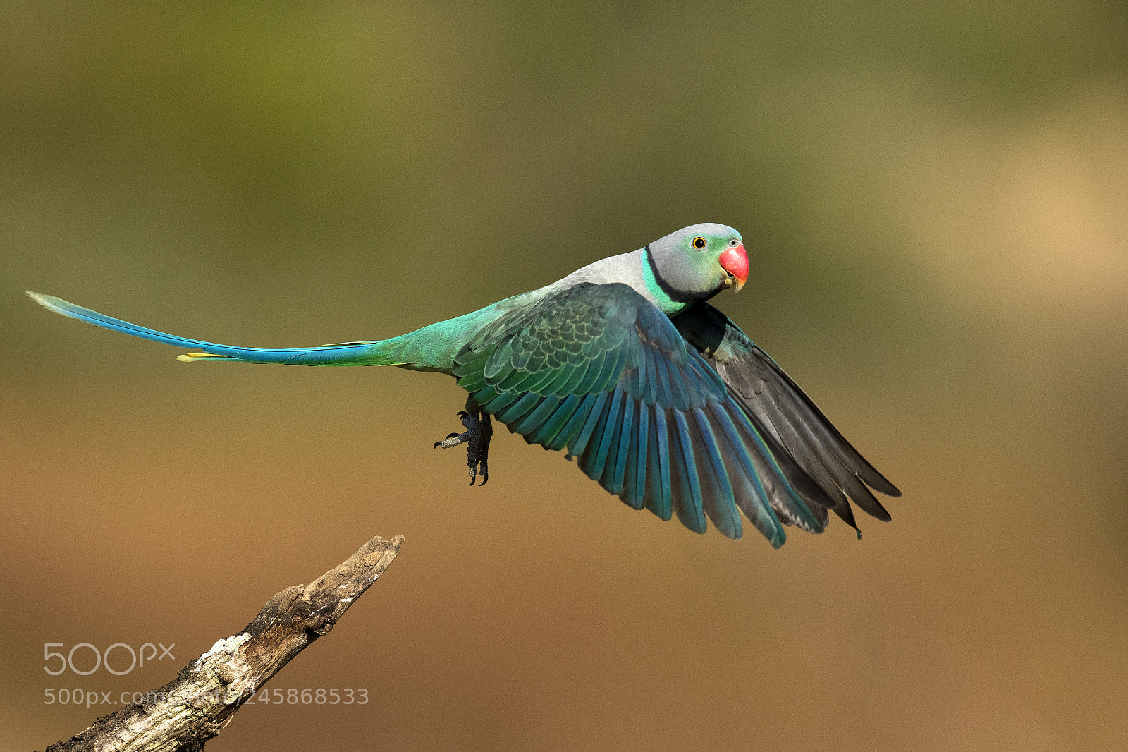 Canon EOS-1D X Mark II sample photo. Malabar parakeet photography