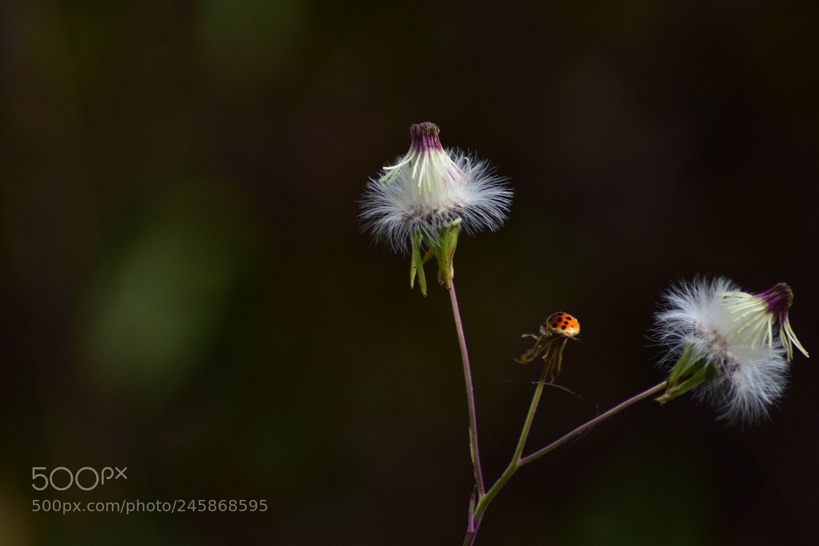Nikon D5500 sample photo. Abstract macro - dandelions photography