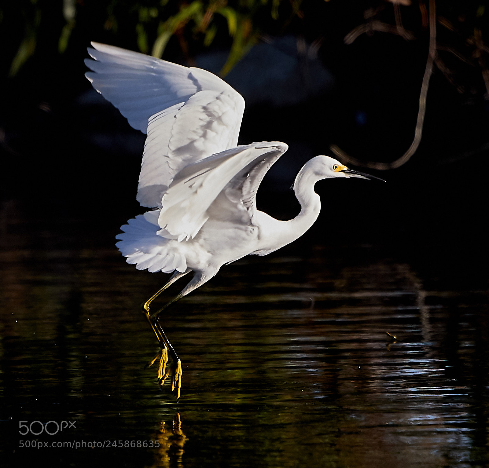 Canon EOS-1D X Mark II sample photo. 02-12-18-0003373.jpg photography