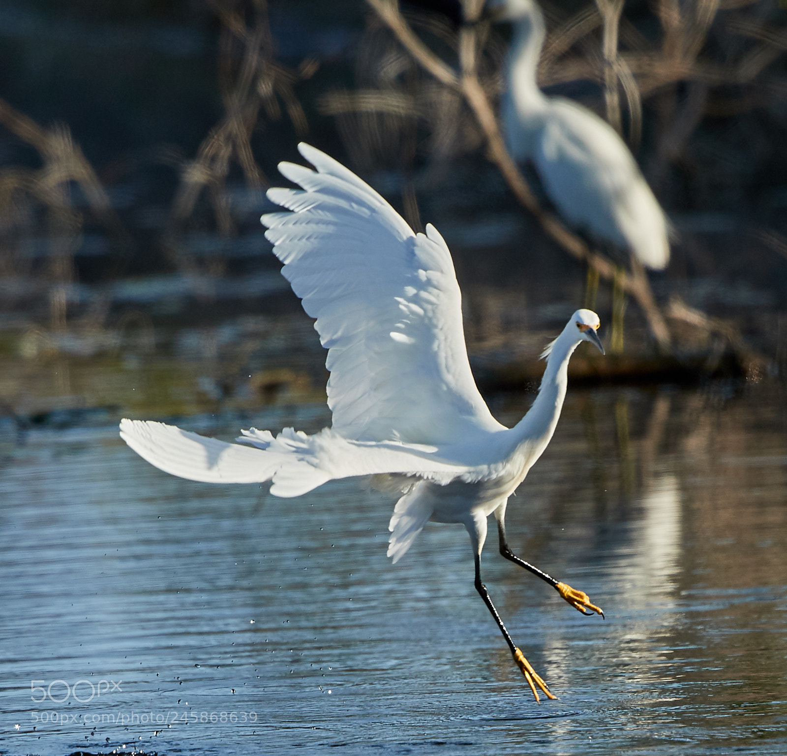 Canon EOS-1D X Mark II sample photo. 02-12-18-0003363.jpg photography