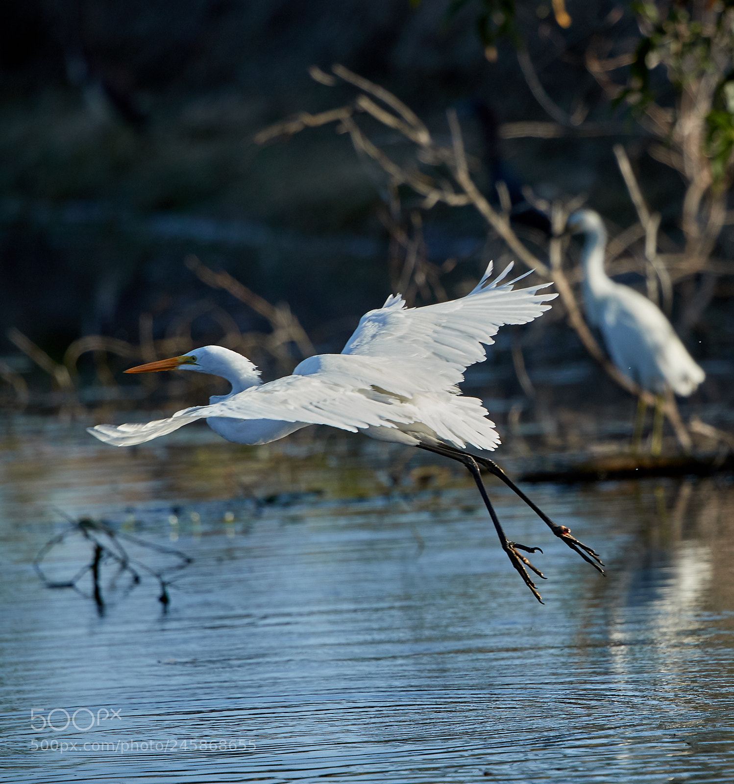 Canon EOS-1D X Mark II sample photo. 02-12-18-0003361.jpg photography