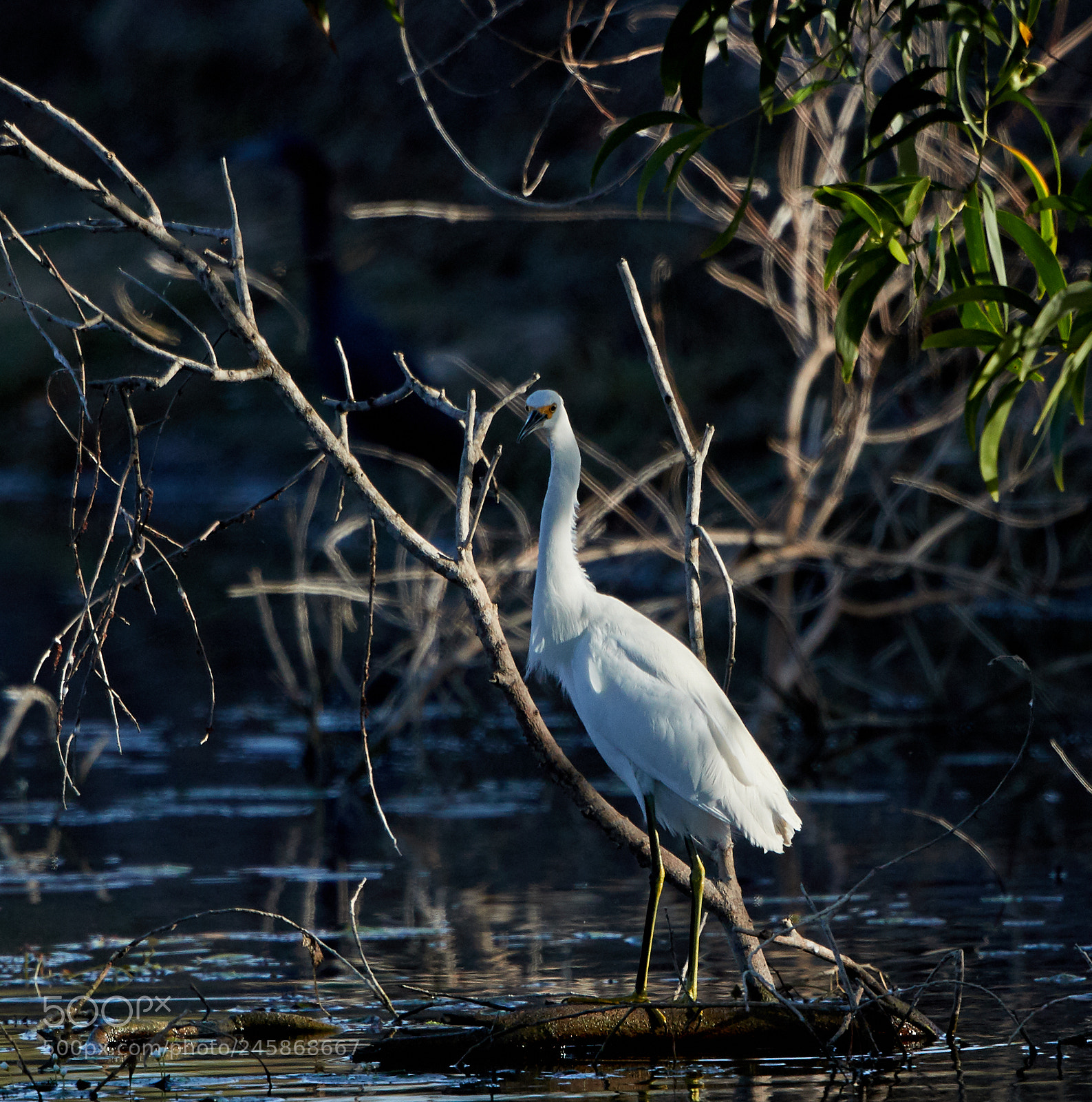 Canon EOS-1D X Mark II sample photo. 02-12-18-0003360.jpg photography