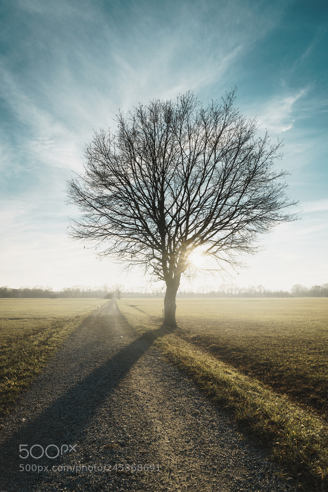 Sony a7R II sample photo. Along the path photography