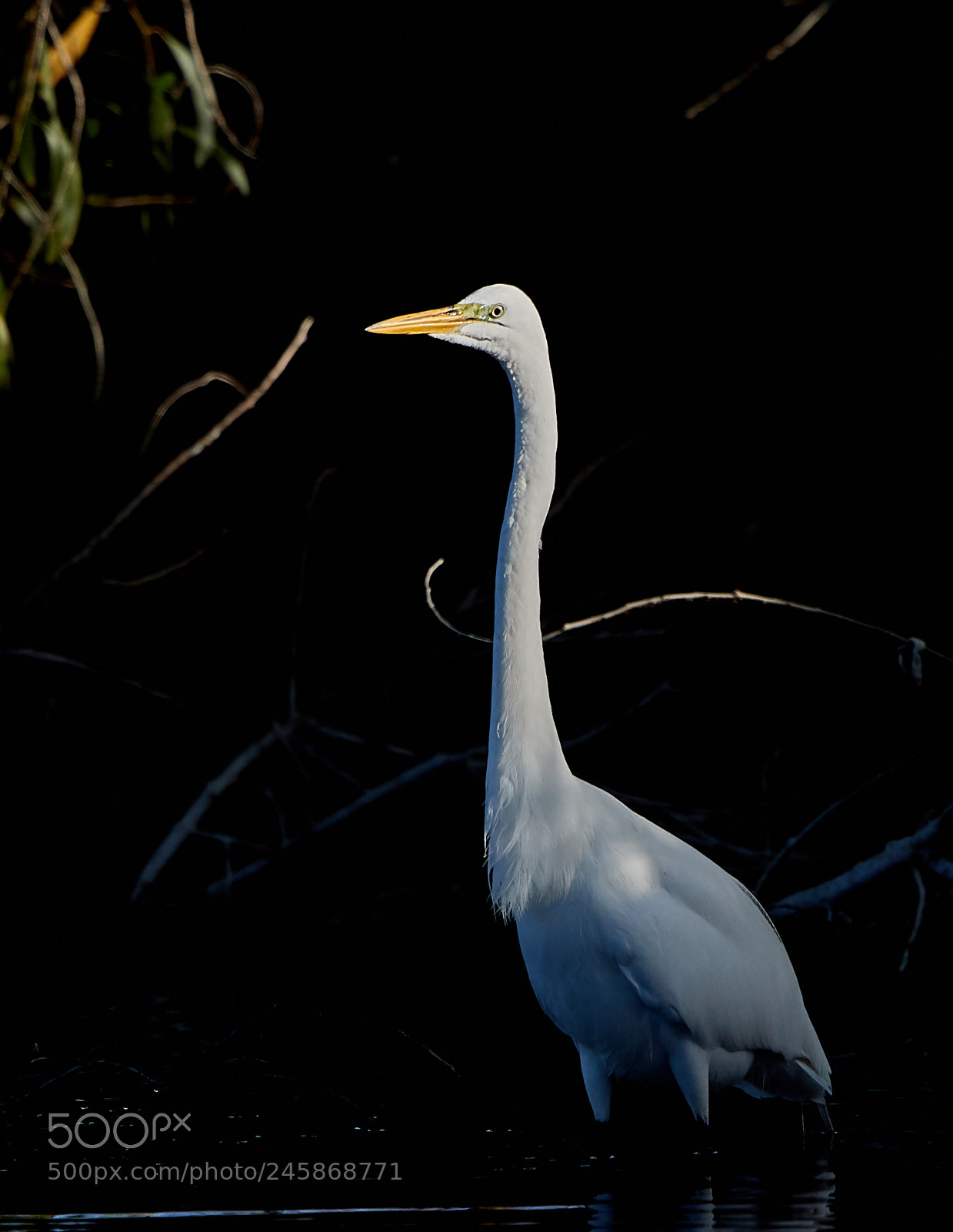 Canon EOS-1D X Mark II sample photo. 02-12-18-0003356.jpg photography