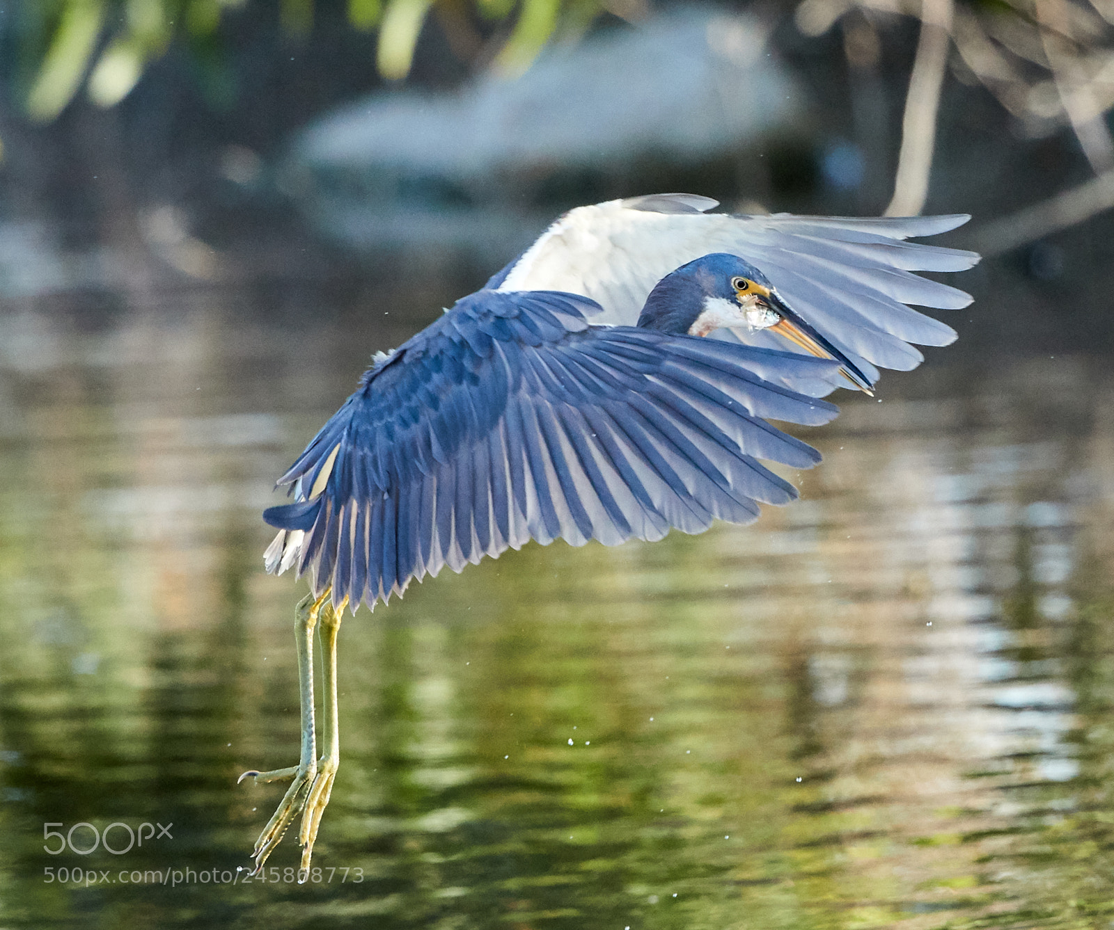 Canon EOS-1D X Mark II sample photo. 02-12-18-0003344.jpg photography
