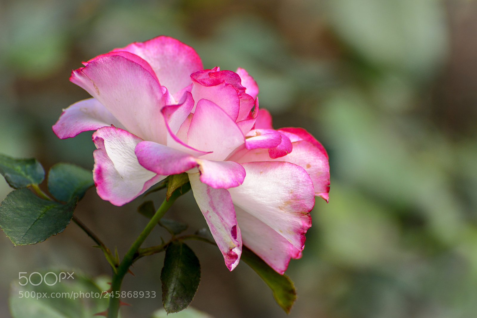 Nikon D600 sample photo. Two tone petals photography