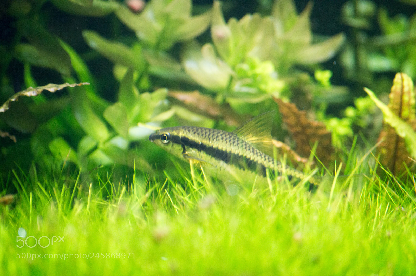 Nikon D3200 sample photo. аквариум photography