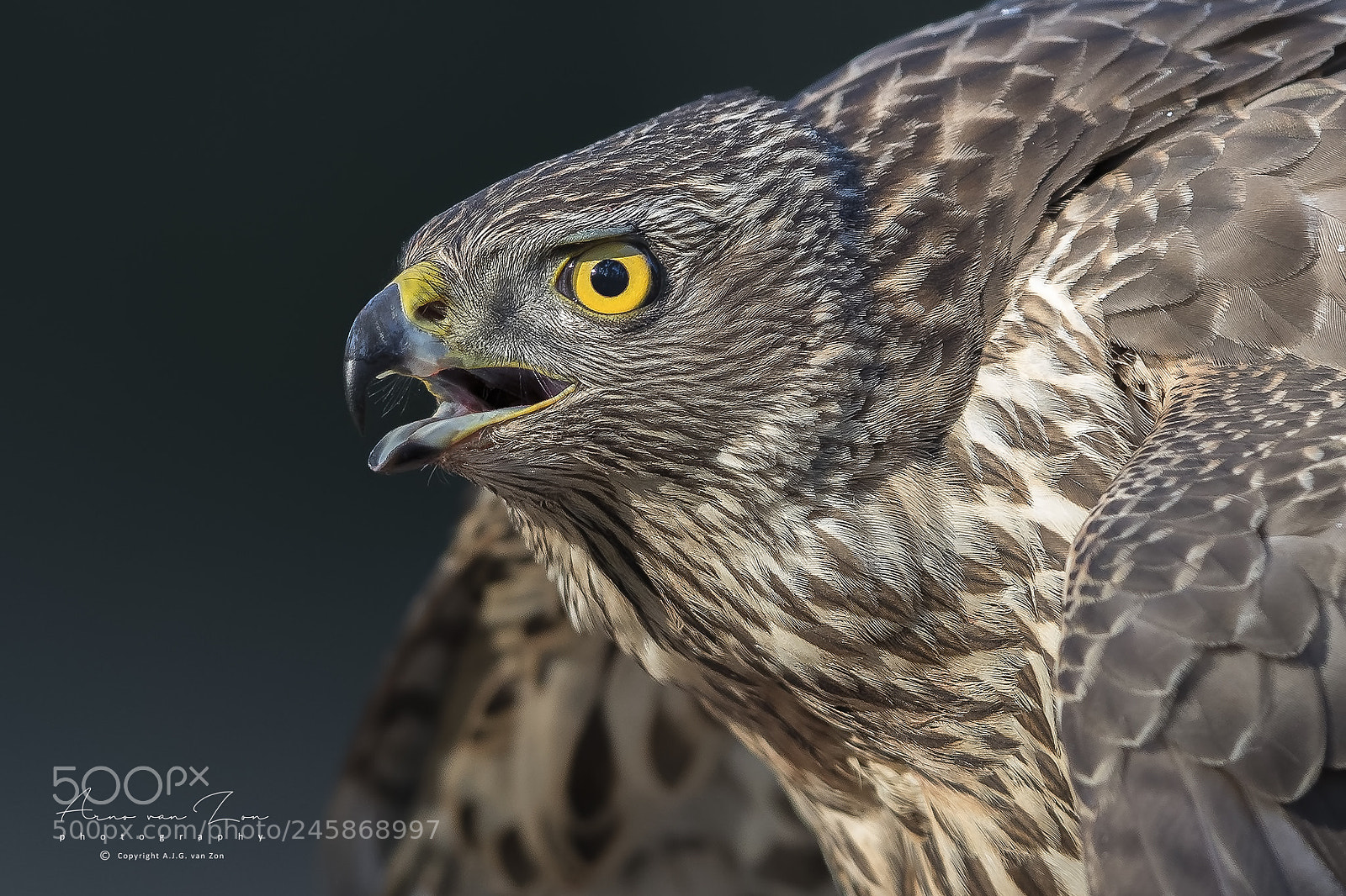 Canon EOS-1D X Mark II sample photo. The stare... photography