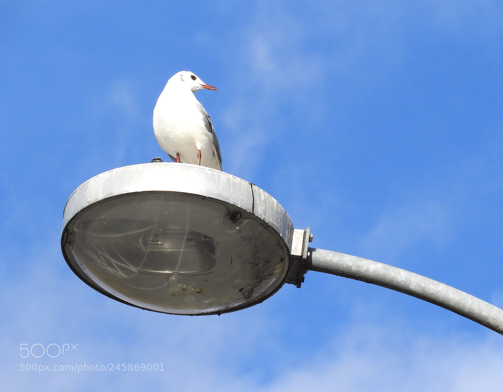 Nikon Coolpix B700 sample photo. Black-headed gull photography
