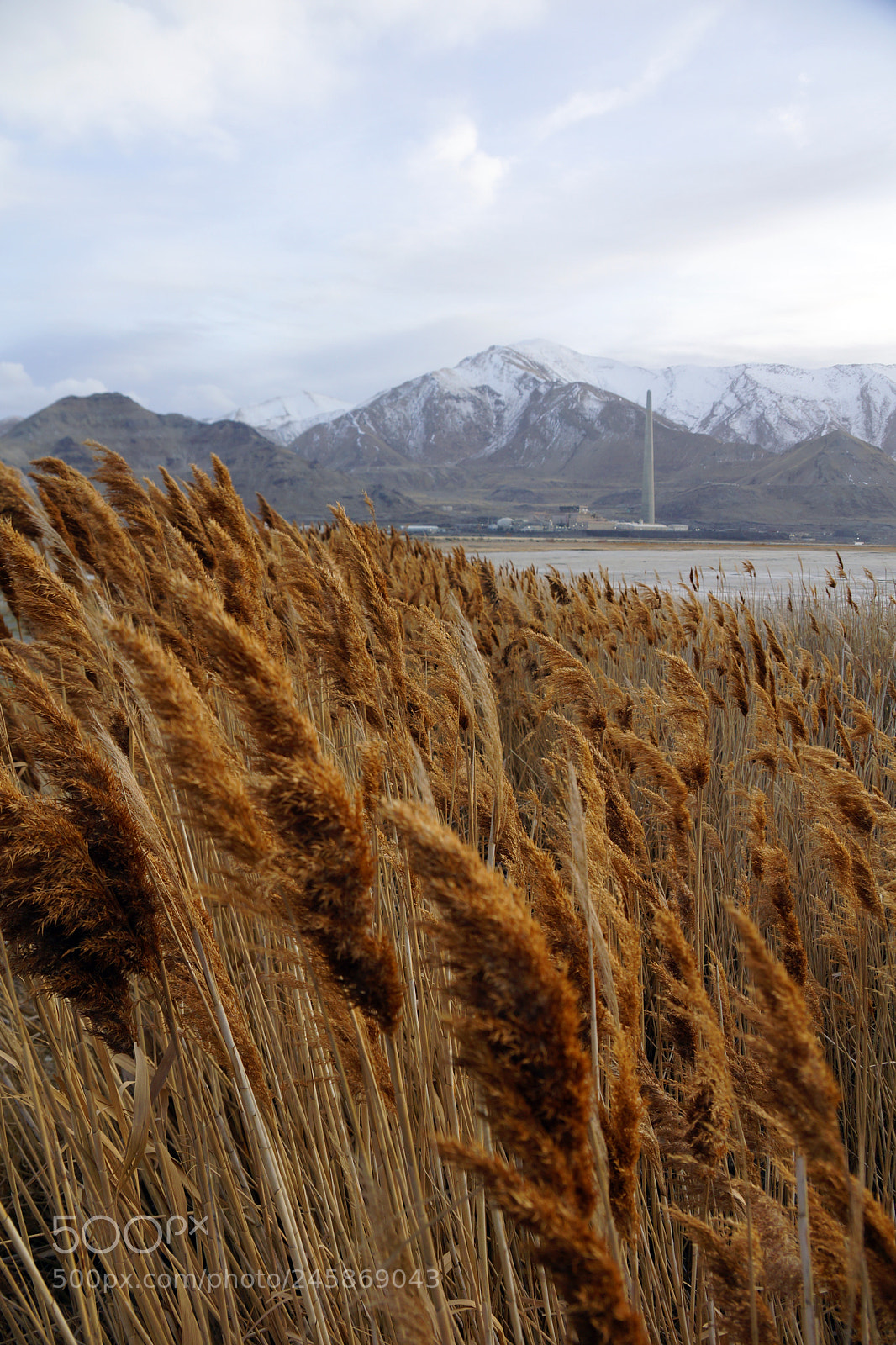 Sony SLT-A77 sample photo. Amber waves photography