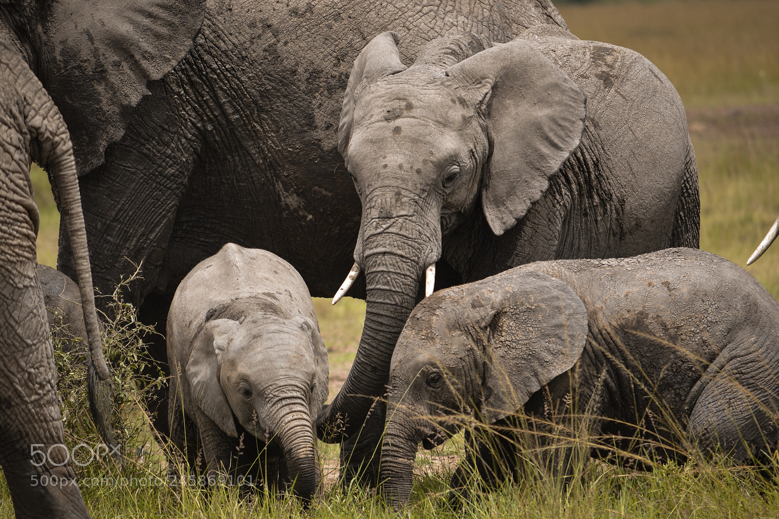 Nikon D5200 sample photo. Elephants photography