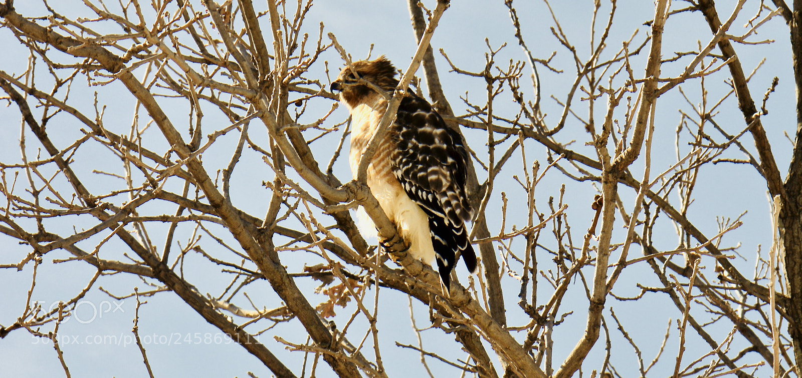Nikon D7100 sample photo. Red tailed hawk photography