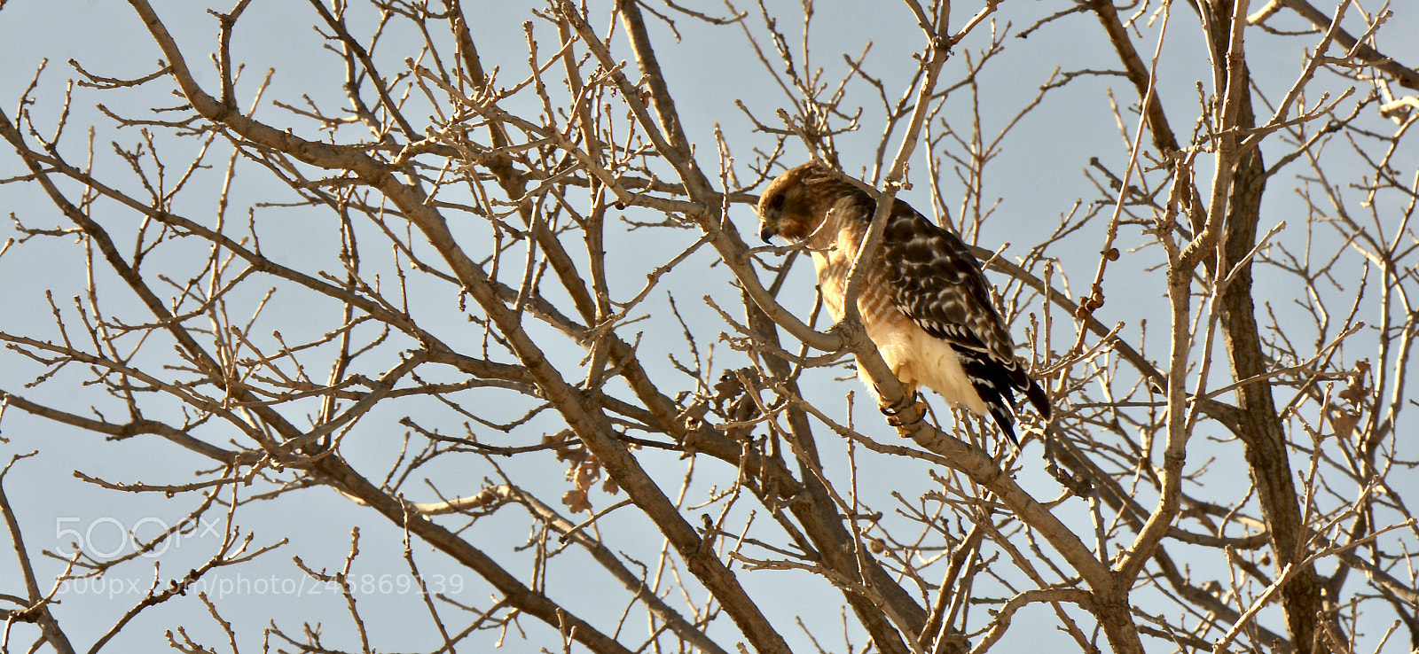 Nikon D7100 sample photo. Red tailed hawk photography