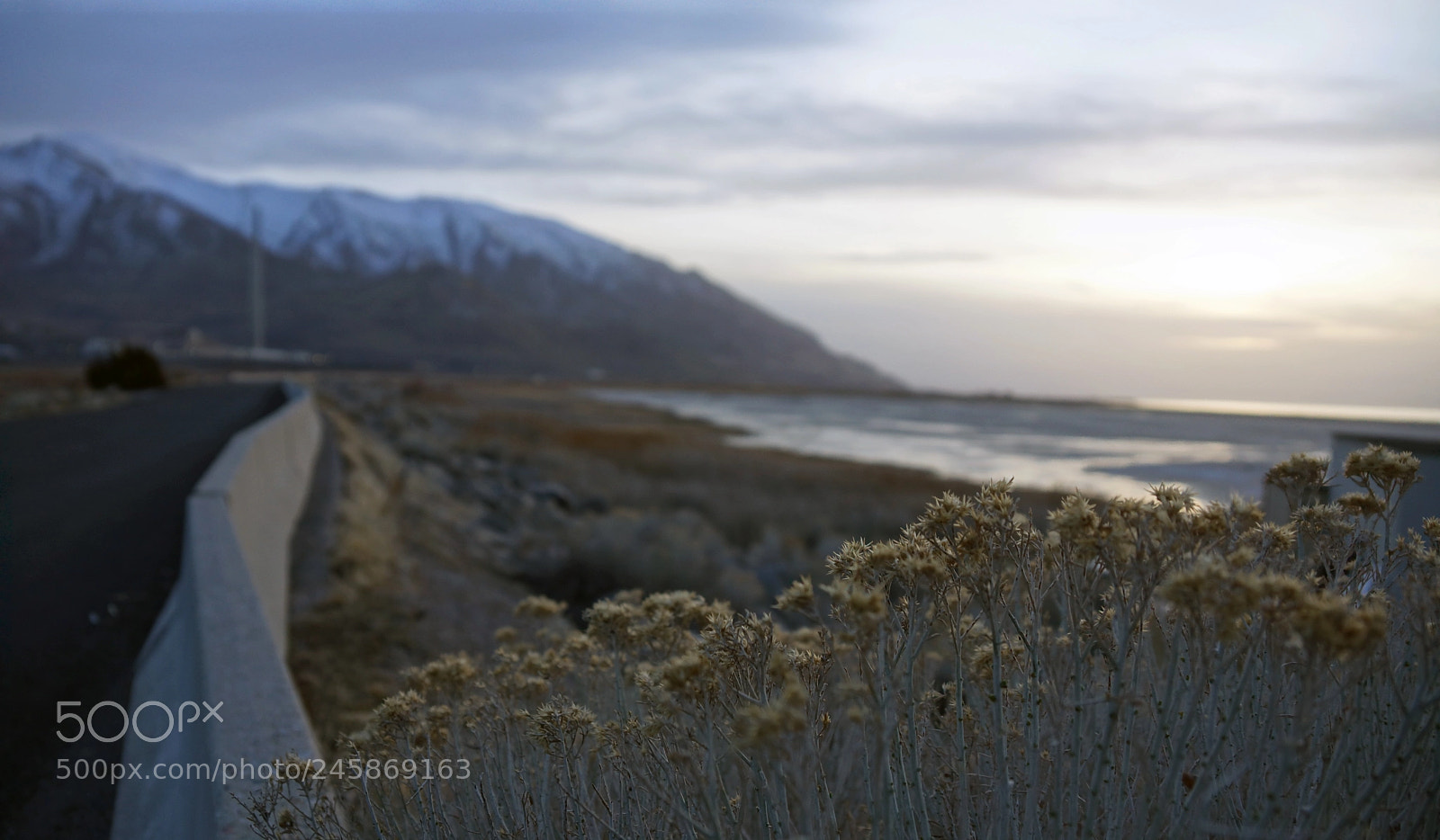 Sony SLT-A77 sample photo. Small dry beauties photography