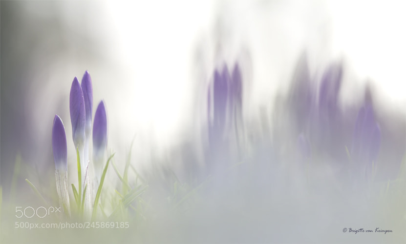 Canon EOS 60D sample photo. Crocus nxt level photography