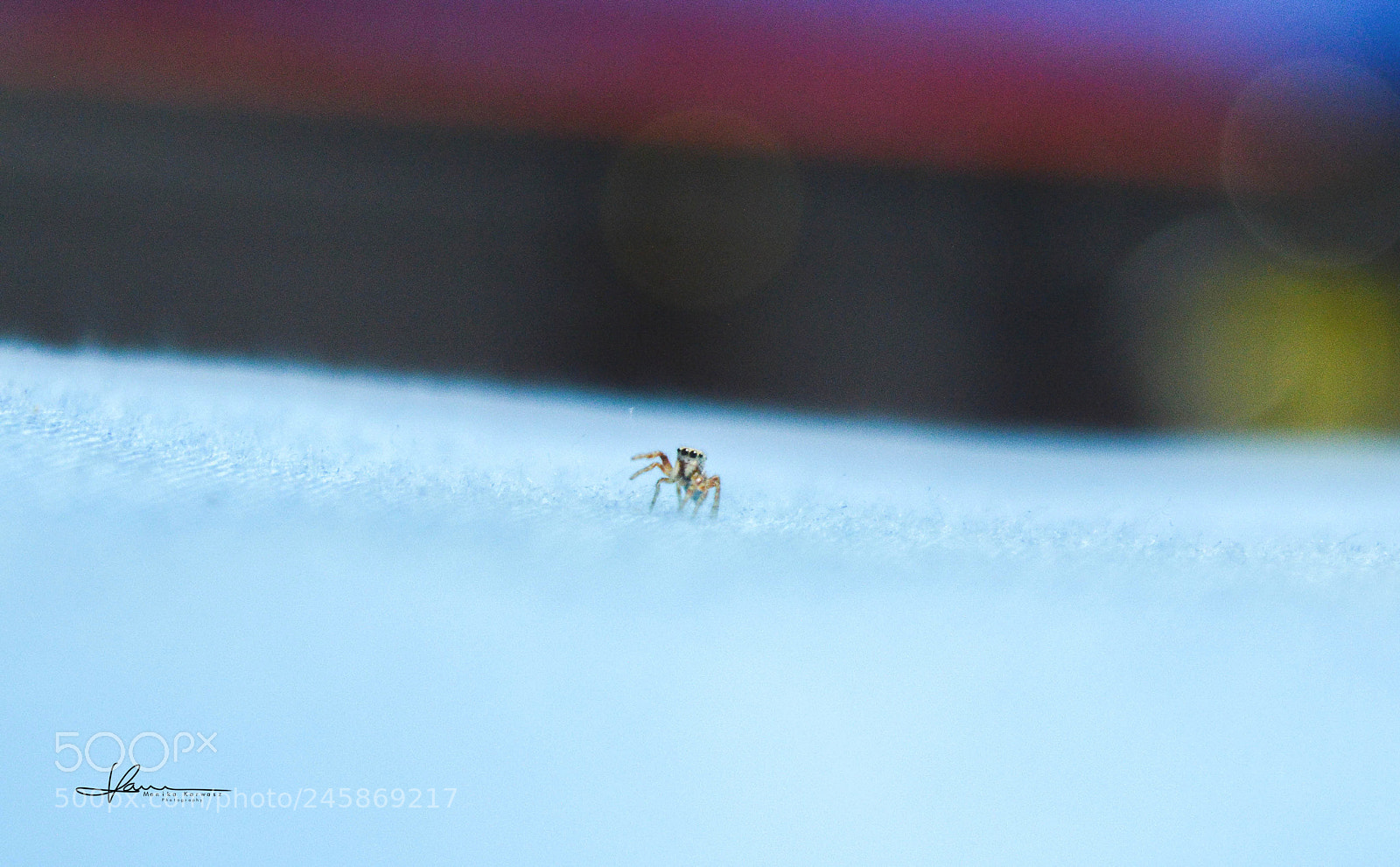 Nikon D3200 sample photo. Little spider photography