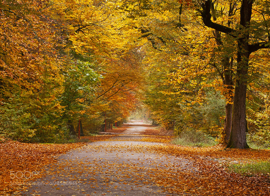 Canon EOS 5D sample photo. Colorful road photography